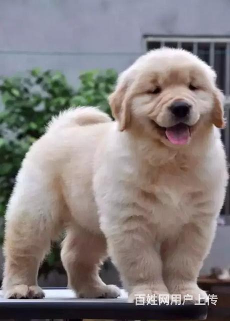 九江卖金毛的犬舍，犬舍金毛一般价位的图片