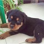 四平CKU认证马犬基地  罗威纳犬舍直销