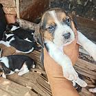 双实战比格犬后代