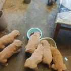 自家小狗出售
