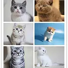黔东南哪里买蓝猫纯血统◆蓝猫多少钱一只