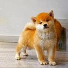 日本进口柴犬专卖 多窝小柴犬热销中 专业繁殖纯正