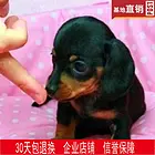 盐城【十年老店】常年繁殖优质血统腊肠犬幼犬