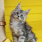 哪里有缅因猫卖的 俄系缅因猫多少钱 健康好养活的