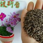 衡阳靠谱的波斯菊销售点