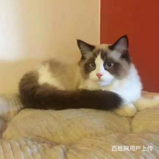 铜川布偶猫基地◆卖布偶猫的地方的图片