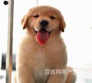 齐齐哈尔【同城挑选】金毛幼犬幼犬价格齐齐哈尔金毛幼犬