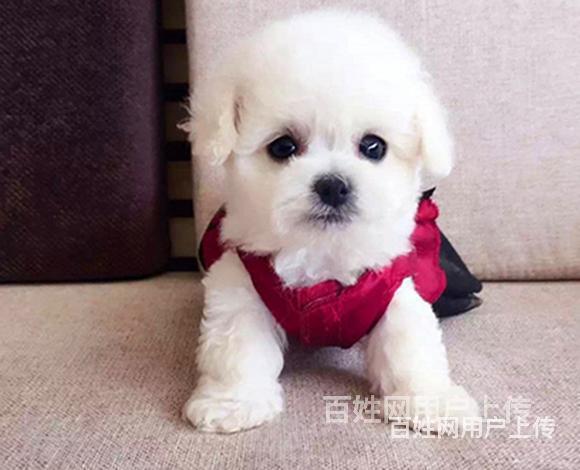 昌吉纯种比熊价位知名比熊犬舍的图片