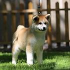 纯种高品质秋田犬出售 公母都有 疫苗齐全 可上门选
