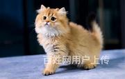 湖南邵阳纯血11色金渐层猫舍直销