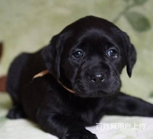 纯种拉布拉多多少钱 拉布拉多有几种颜色