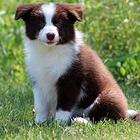 边牧 出售边境牧羊犬幼犬 疫苗三针做齐