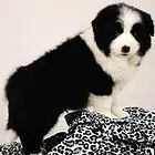 洛阳边牧犬舍基地常年出售纯种边牧双血边牧幼犬