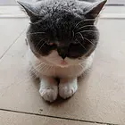 非常可爱的招财猫