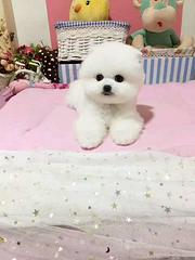 精品博美幼犬 聪明好养欢迎选购 包邮