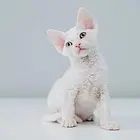本地哪里有卖德文卷毛猫的 德文成年多重 包纯种健康
