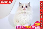 繁育精品双色布偶猫 品相好 甜美可爱 疫苗齐全包健康