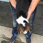 廊坊优质比格犬如何挑选，优质比格犬多少钱一个