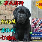 聪明活泼的拉布拉多,可爱无敌,超级有人气的拉拉宝宝