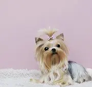 周口哪里出售纯种约克夏犬？约克夏多少钱约克夏图片