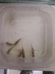 换鱼