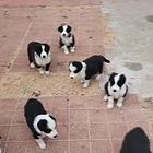 莱州自家边境牧羊幼犬，价格面议