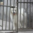 文山哪里有出售萨摩耶幼犬宝宝 定时做疫苗和驱虫 公