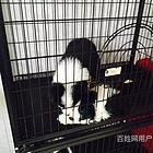 芜湖卡斯罗一般价位卡斯罗多少钱一只