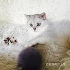 广西河池包子脸银渐层送货上门