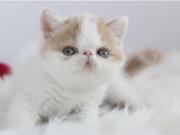 昆明繁殖基地 纯种加菲猫多少钱 包健康保养活
