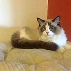 渭南（出售）布偶猫哪里买 猫场出售纯种布偶猫