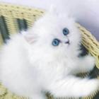咸宁本地靠谱猫舍有没有金吉拉猫？金吉拉多少钱？