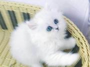 咸宁本地靠谱猫舍有没有金吉拉猫？金吉拉多少钱？