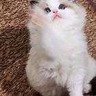 太原本地专业繁殖 蓝双 海双色布偶猫出售 保纯种健