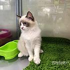 甘肃酒泉纯种双血统布偶猫一般多少钱