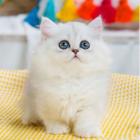哪里有卖拿破仑的多少钱 矮脚猫长毛猫包纯种健康