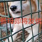 繁殖户来秒
