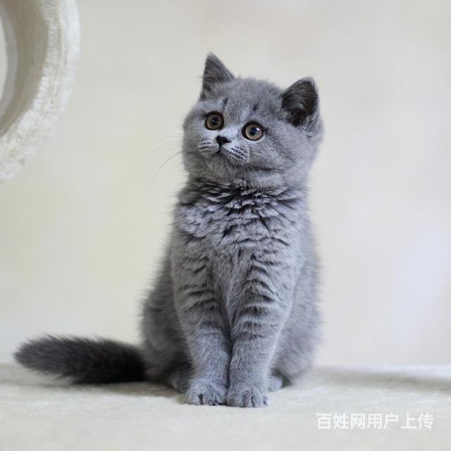 黔西南地区卖蓝猫有几家，卖蓝猫的商家的图片