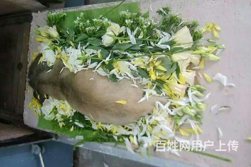 锦州宠物火化公司电话,锦州宠物殡葬服务价格表的图片
