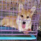 新乡想买柯基到哪里看靠谱，靠谱柯基养殖户