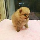 冠军直子双血统博美犬一窝 证书可查 可上门挑选