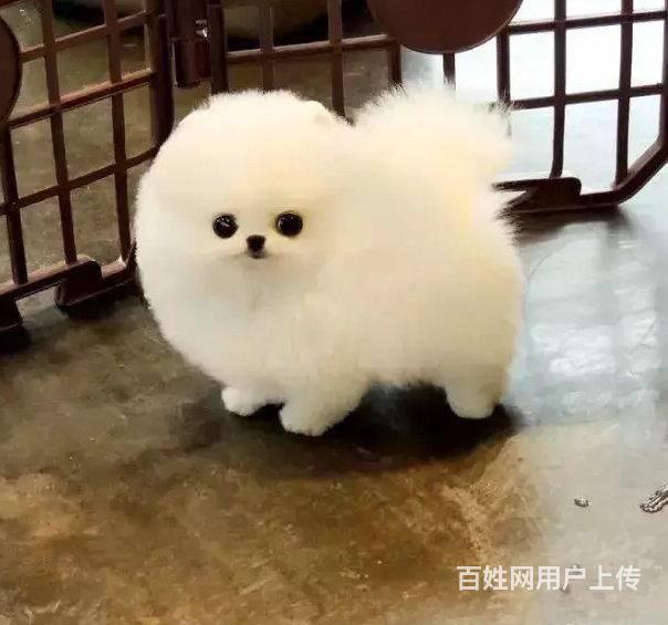 纯种俊介博美犬 赛级双血统博美犬 3个月博美出售