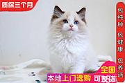 那里有布偶猫出售的 布偶猫价格贵吗 包纯种包健康