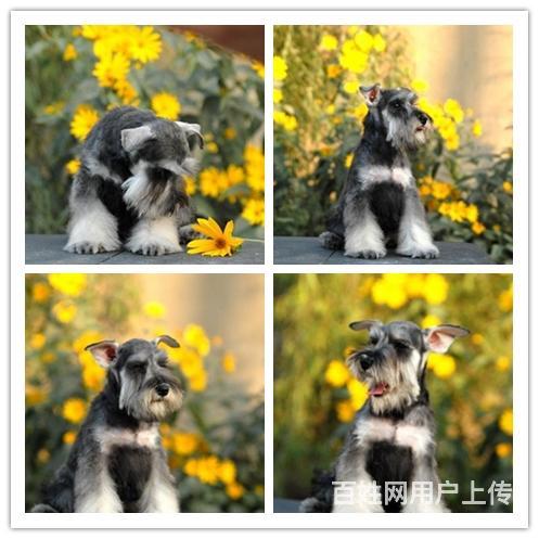 黑银 椒盐 纯白色雪纳瑞 三到五个月的都有 品质健的图片