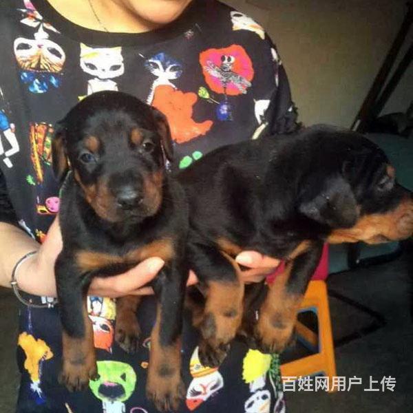 威海卖杜宾的基地 哪里有杜宾交易市场的图片
