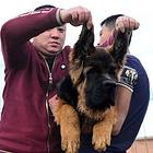 精品锤系德牧 大头锤系 黑脸锤系 纯种德国牧羊犬幼