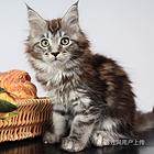 昆明猫舍直销缅因全国包邮