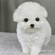 安庆泰迪犬价格哪里有狗场卖泰迪