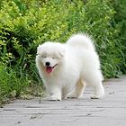 曲靖哪里有出售萨摩耶幼犬宝宝 定时做疫苗和驱虫 公