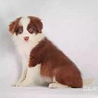 通化卡斯罗一般价位【卡斯罗犬舍】地址